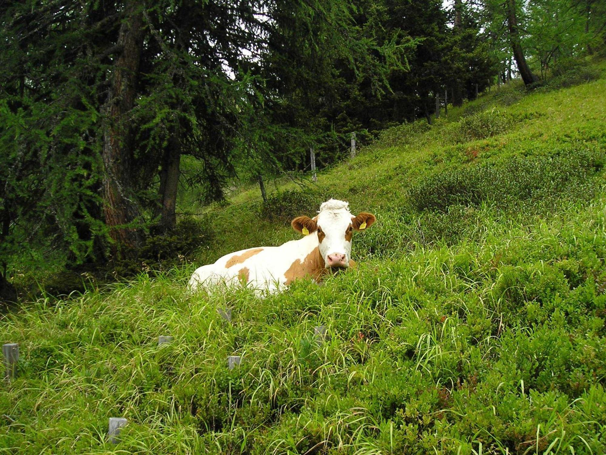 Vila Bauernhof Grussberggut Bad Hofgastein Exteriér fotografie